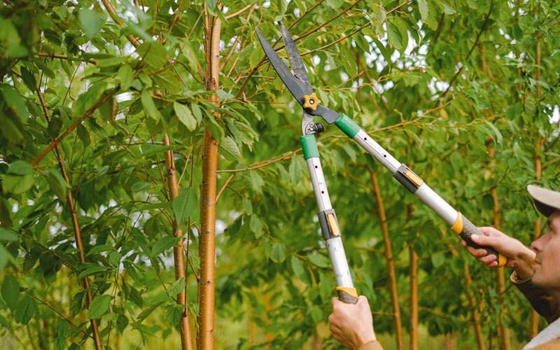 Tree trimming in Marana, AZ